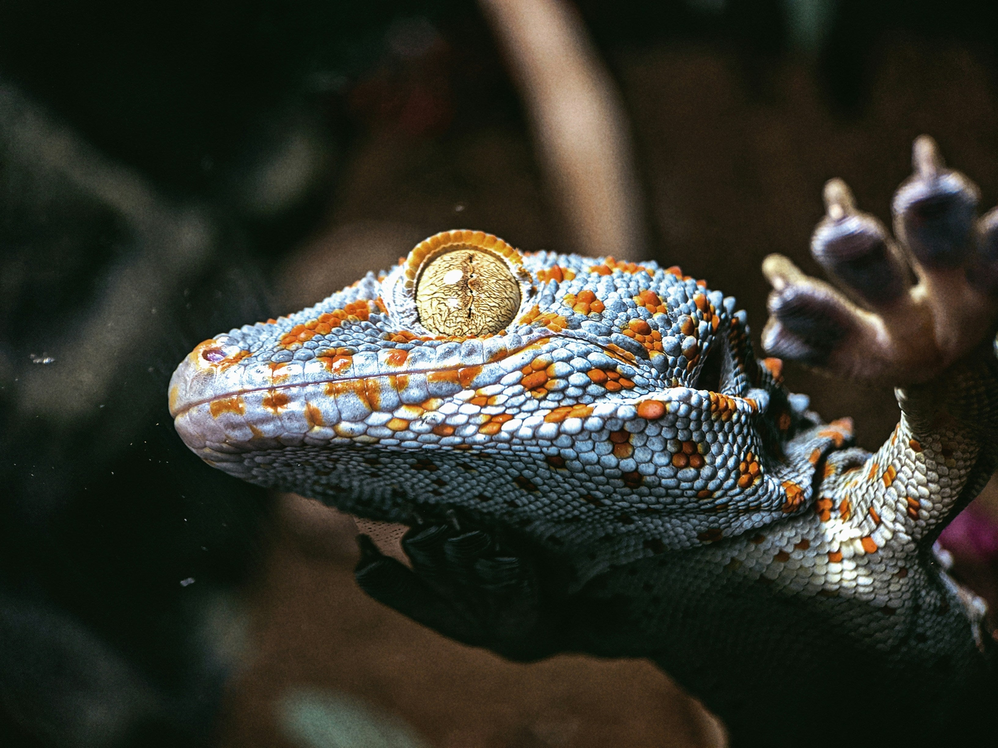 Reptile in Forest