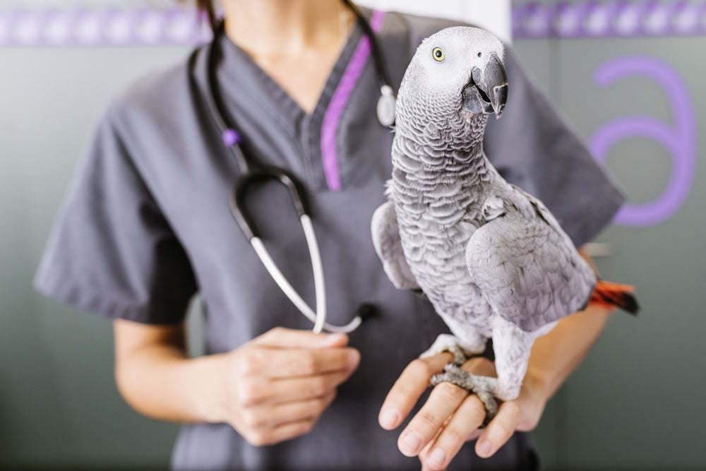 bird standing 