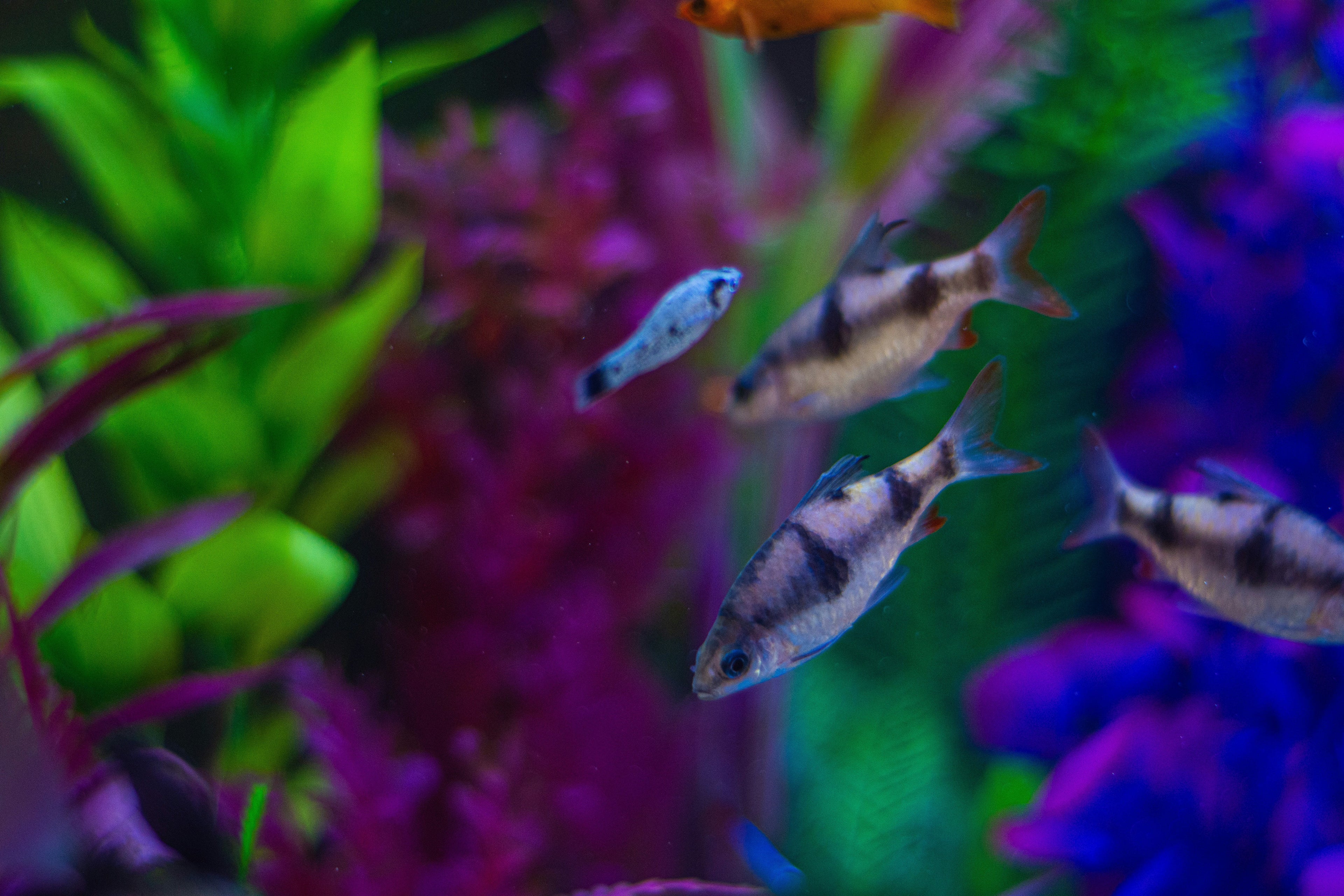 fish in a tank