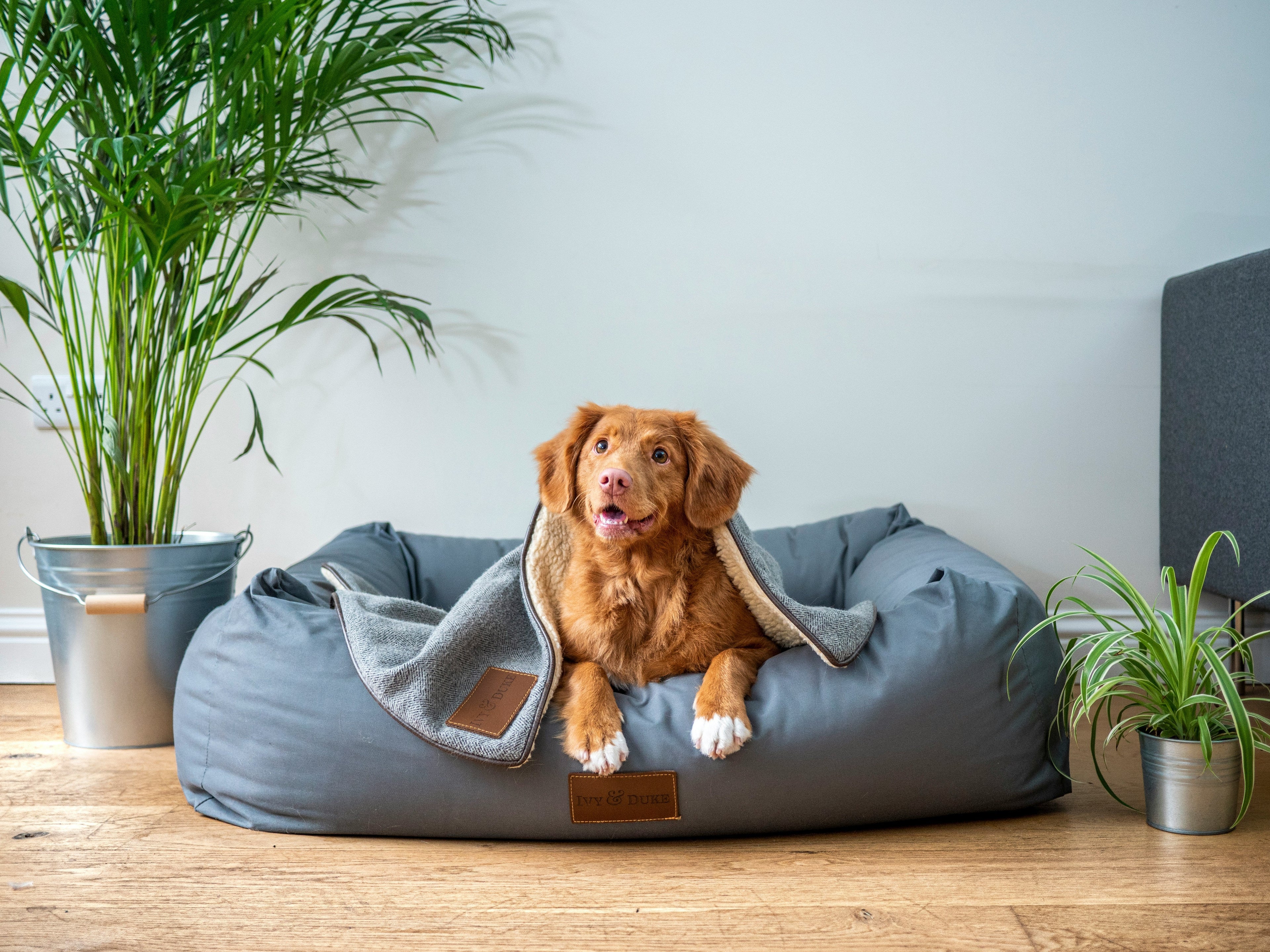 Dog laying on his bed