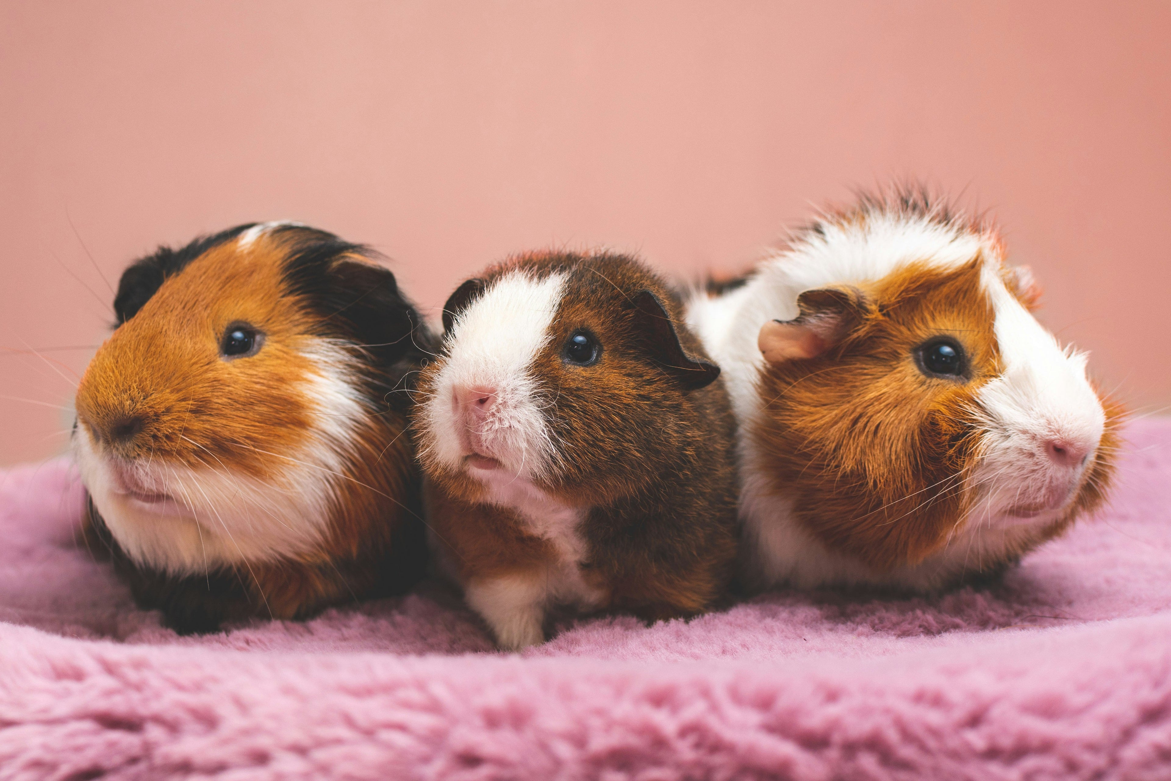 Three Hamsters