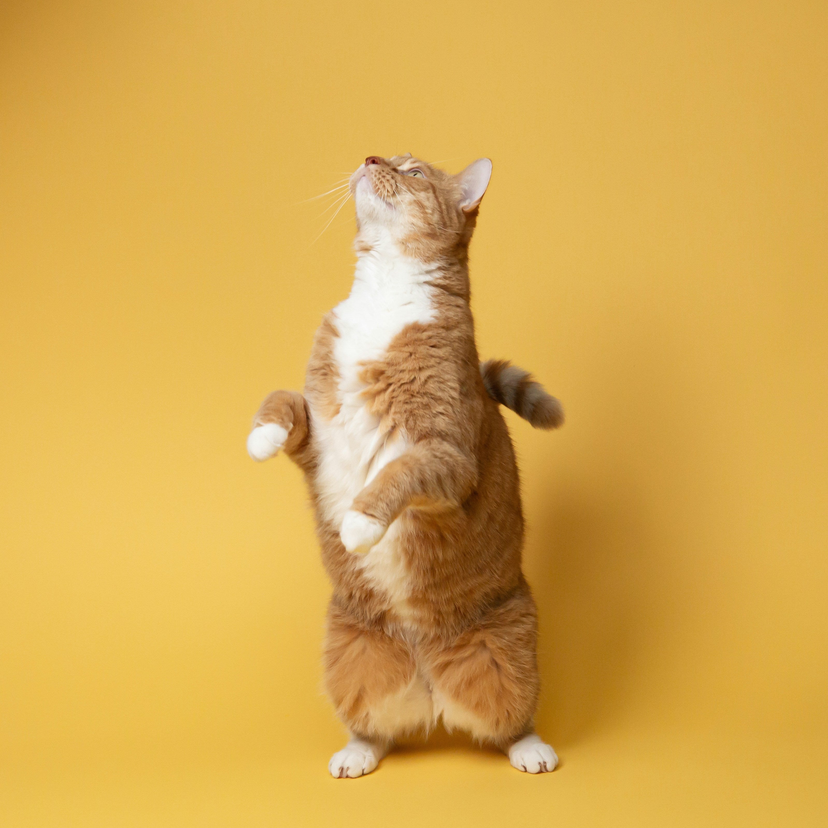 Cat Standing