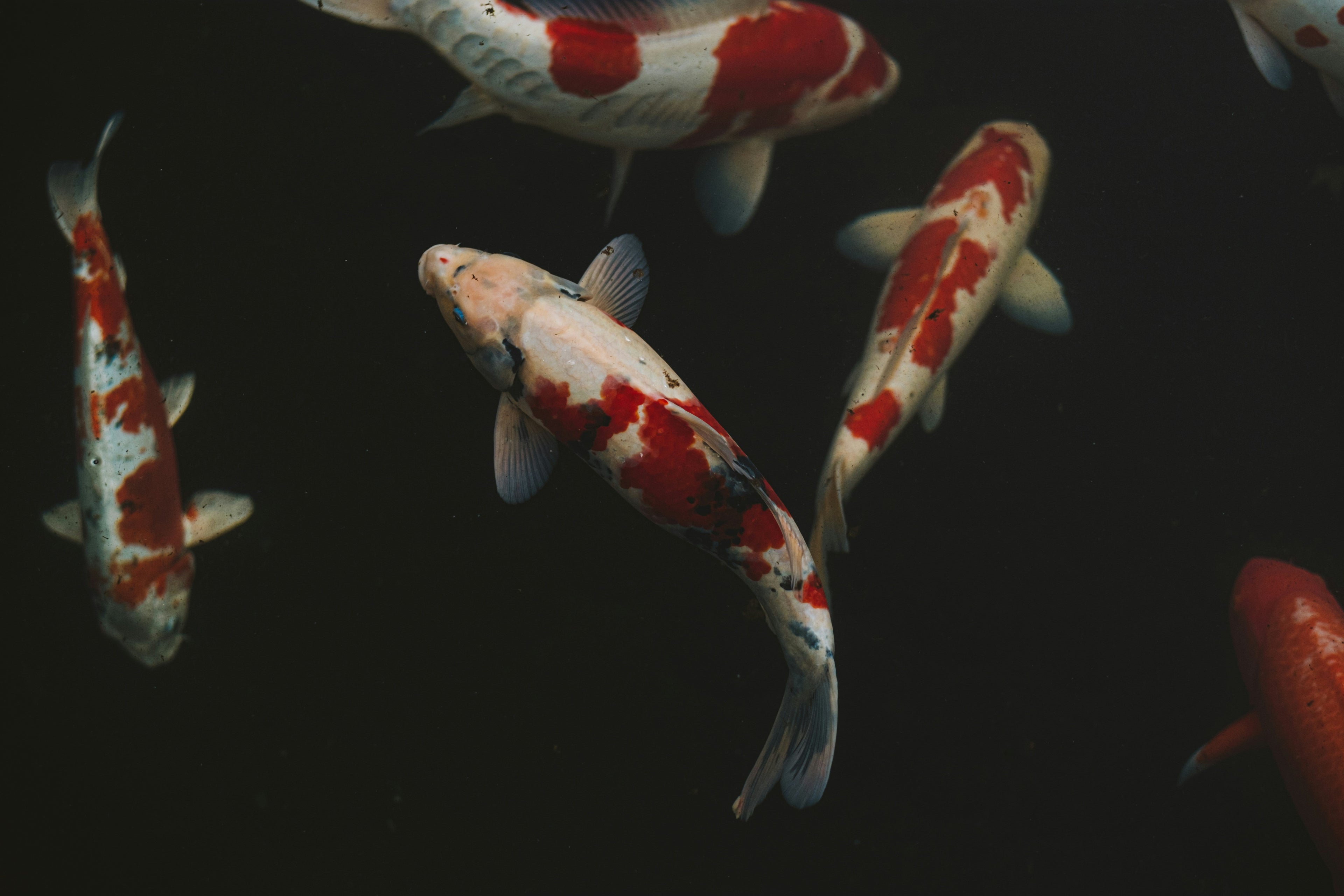 Fish in the Sea