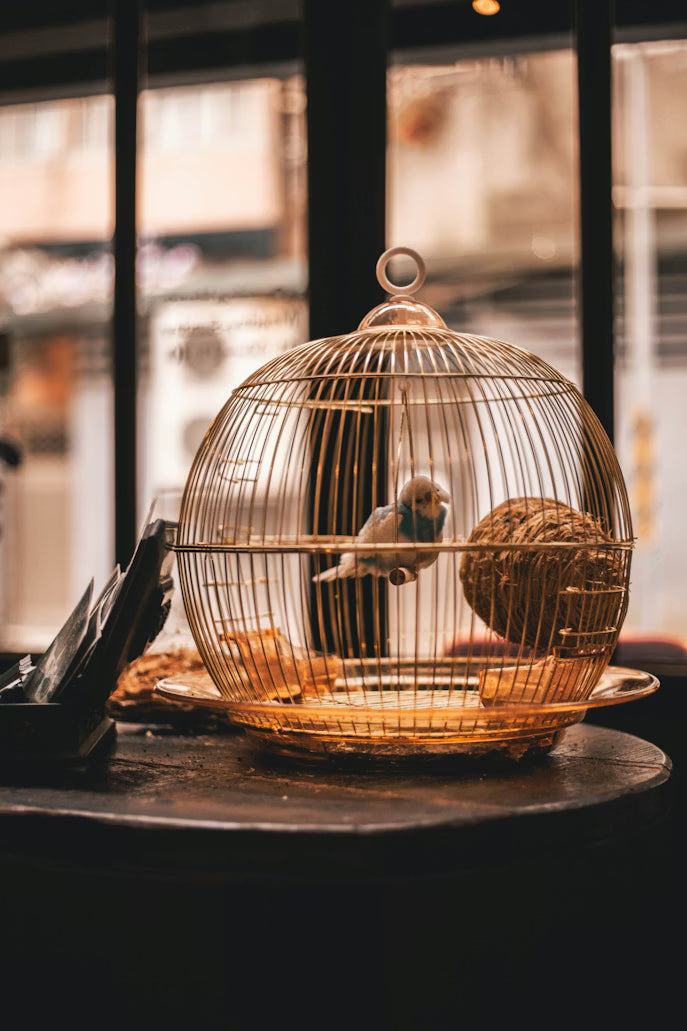 bird sitting in cage