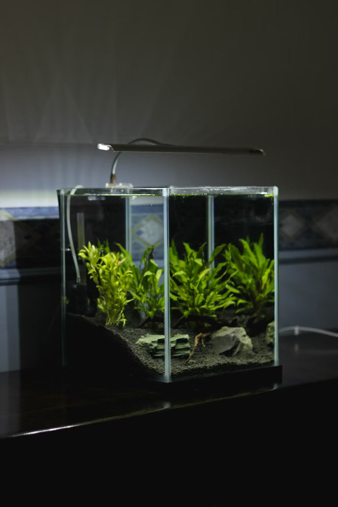 aquarium trees