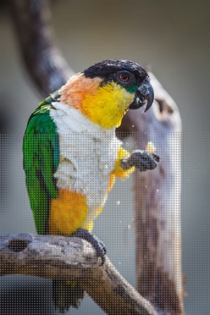 bird eating 