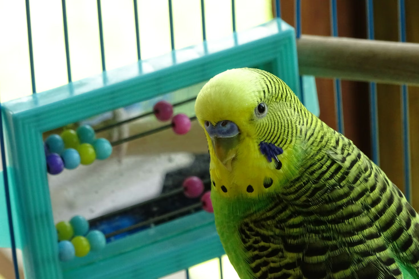 bird toy