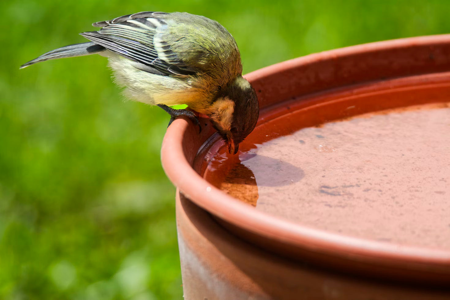 bird drinking 