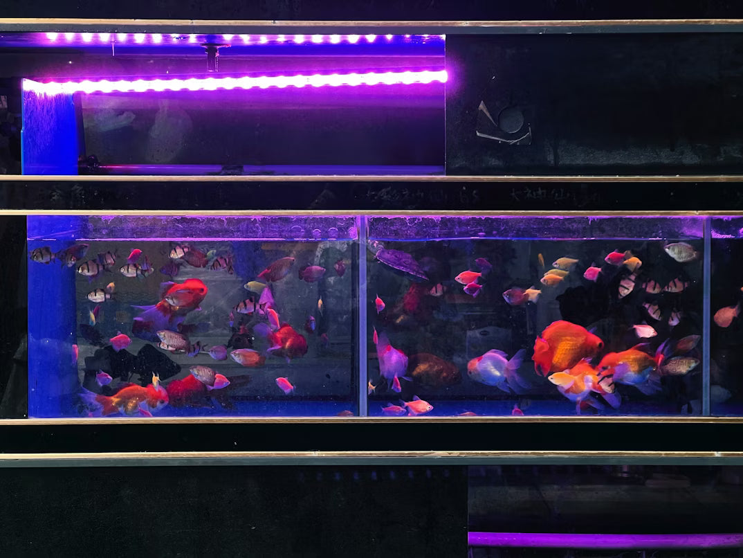 aquarium heater