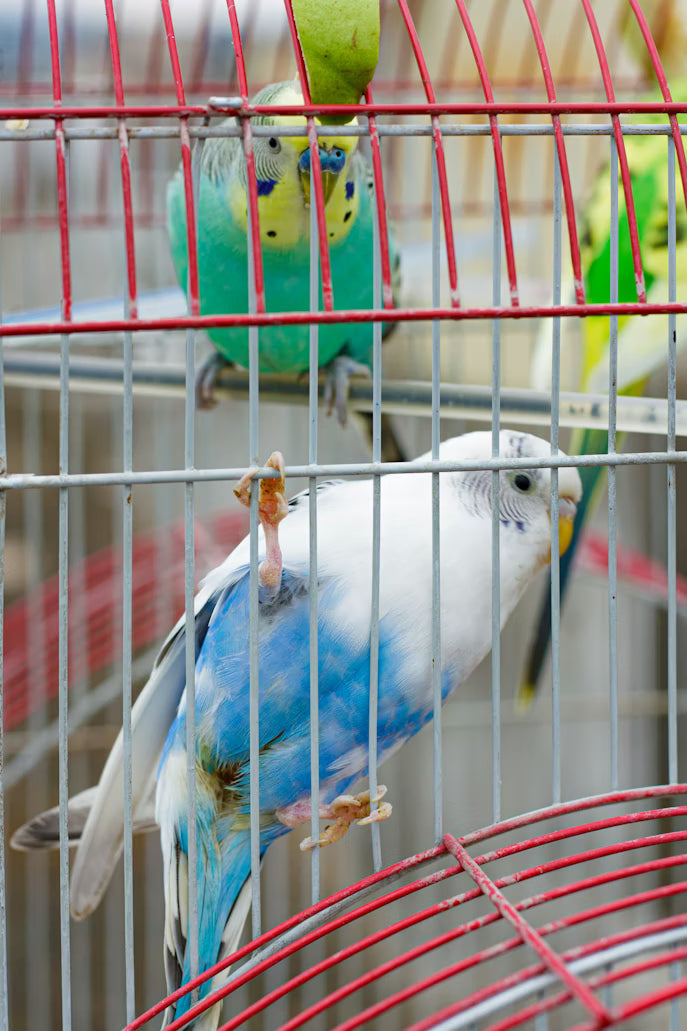 bird in cage 