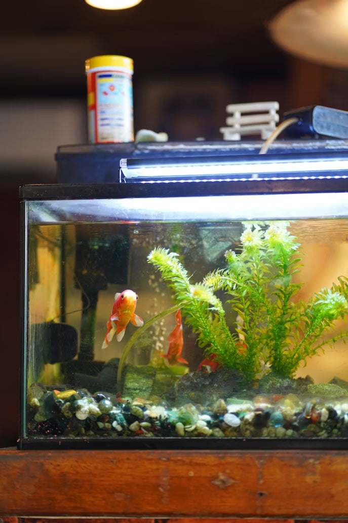 goldfish swimming