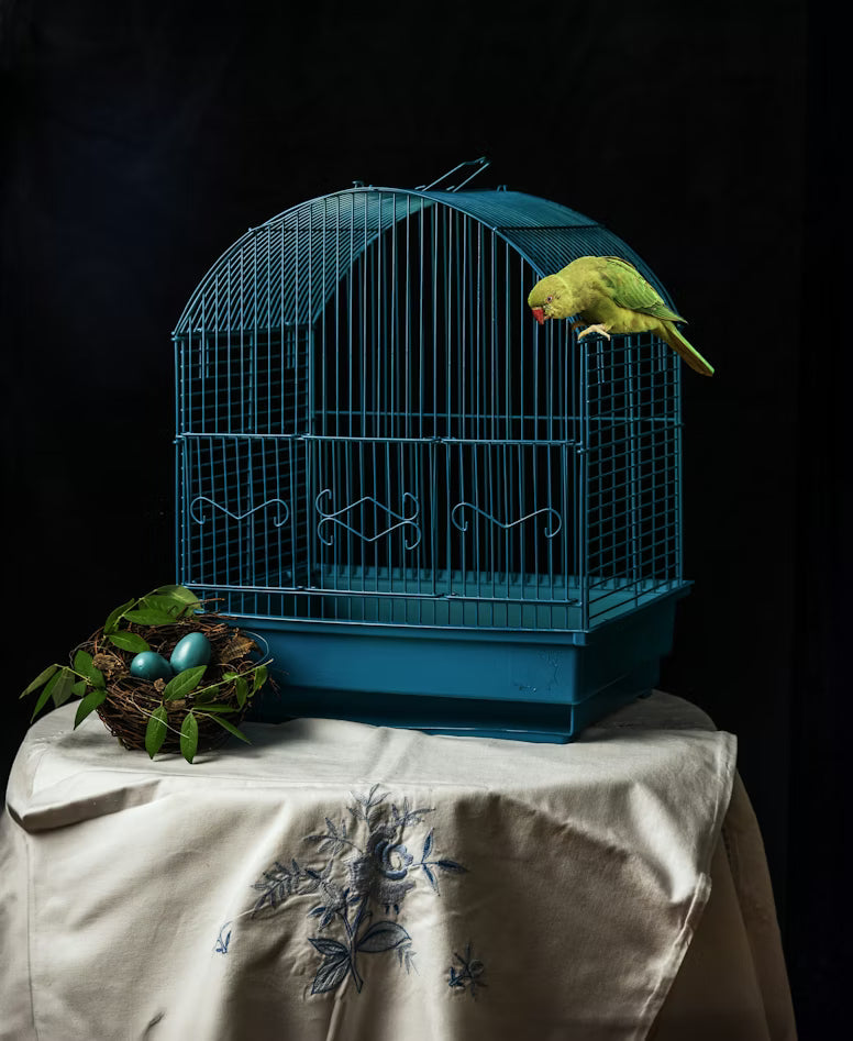 bird cage 