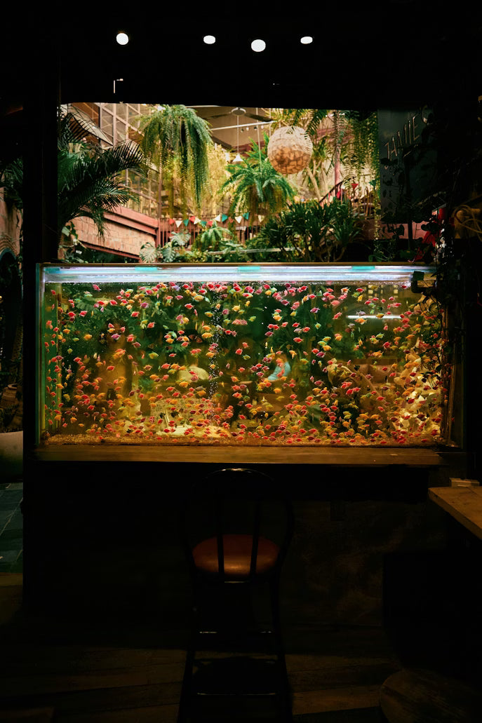 aquarium lighting 