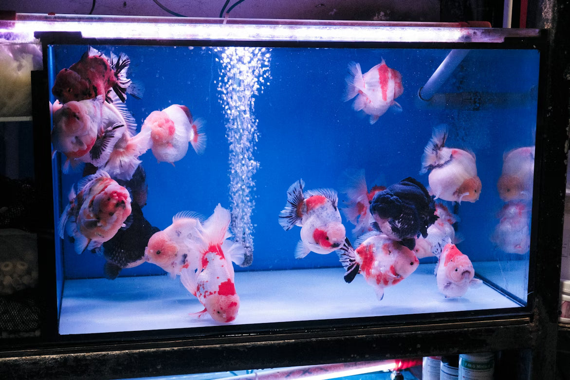 fish swimming