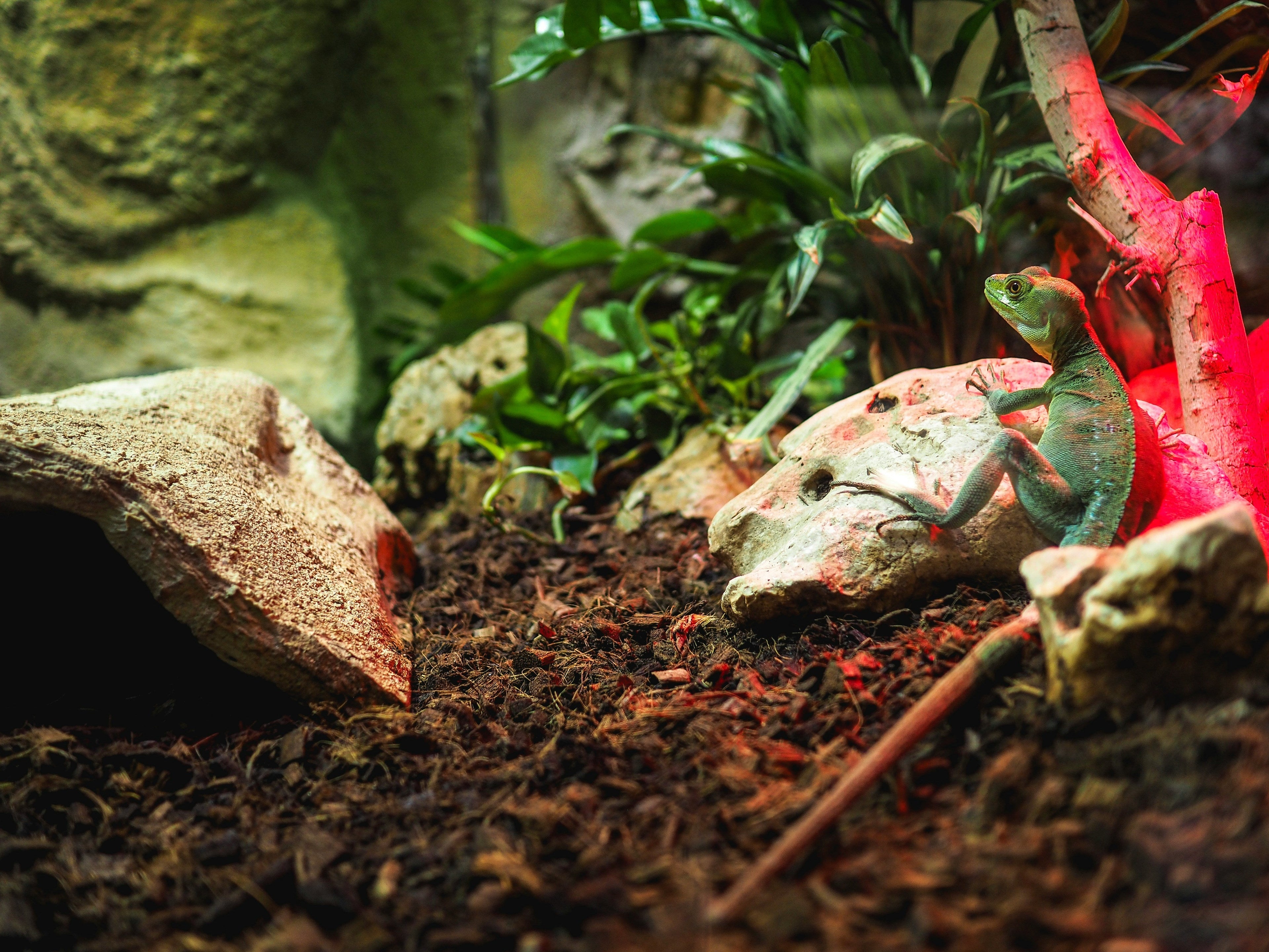 enclosure with a reptile inside