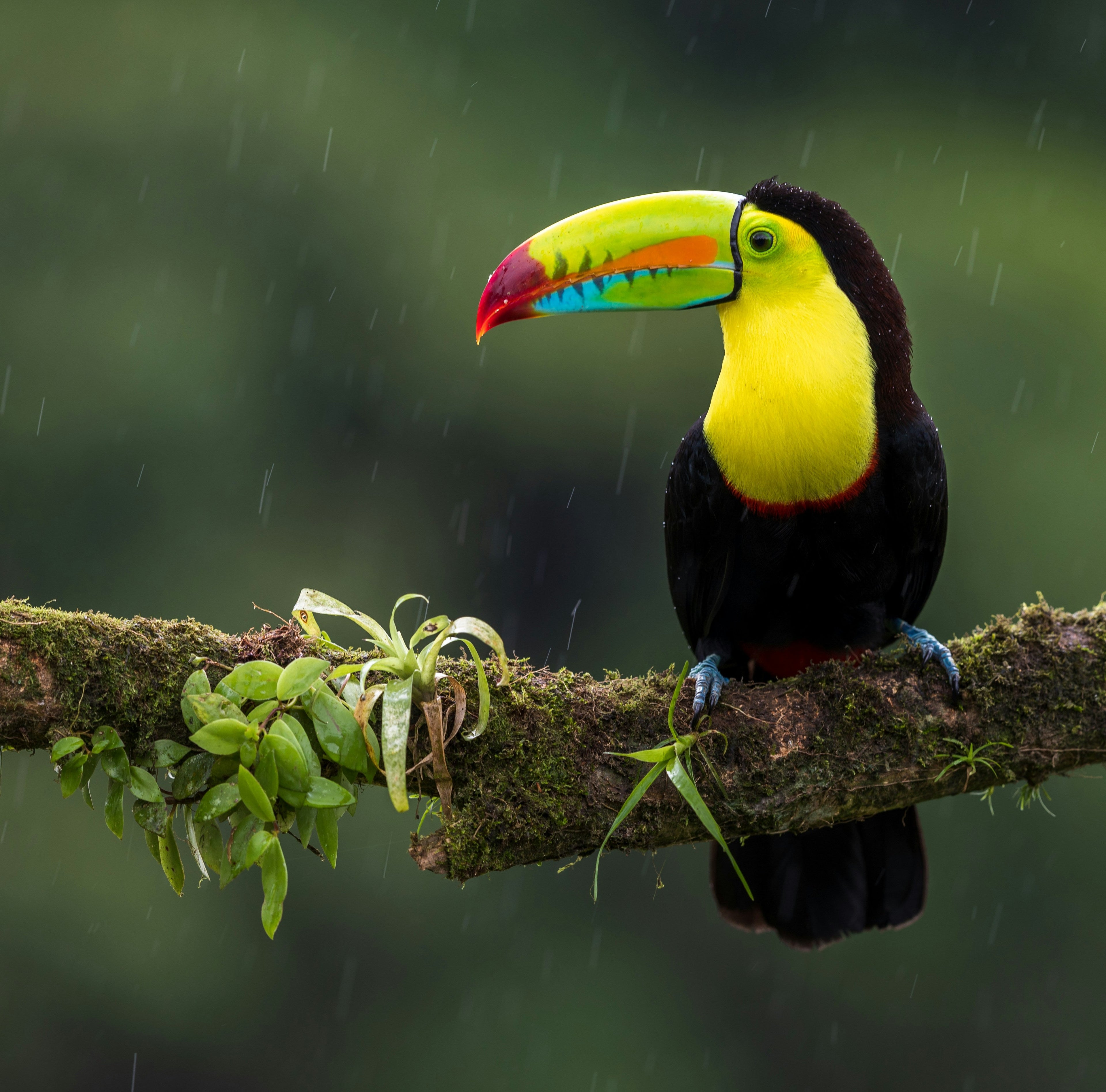 Bird under Rain