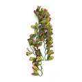 Wacool Var Marginatum Tiffany Artificial Terrarium Plant