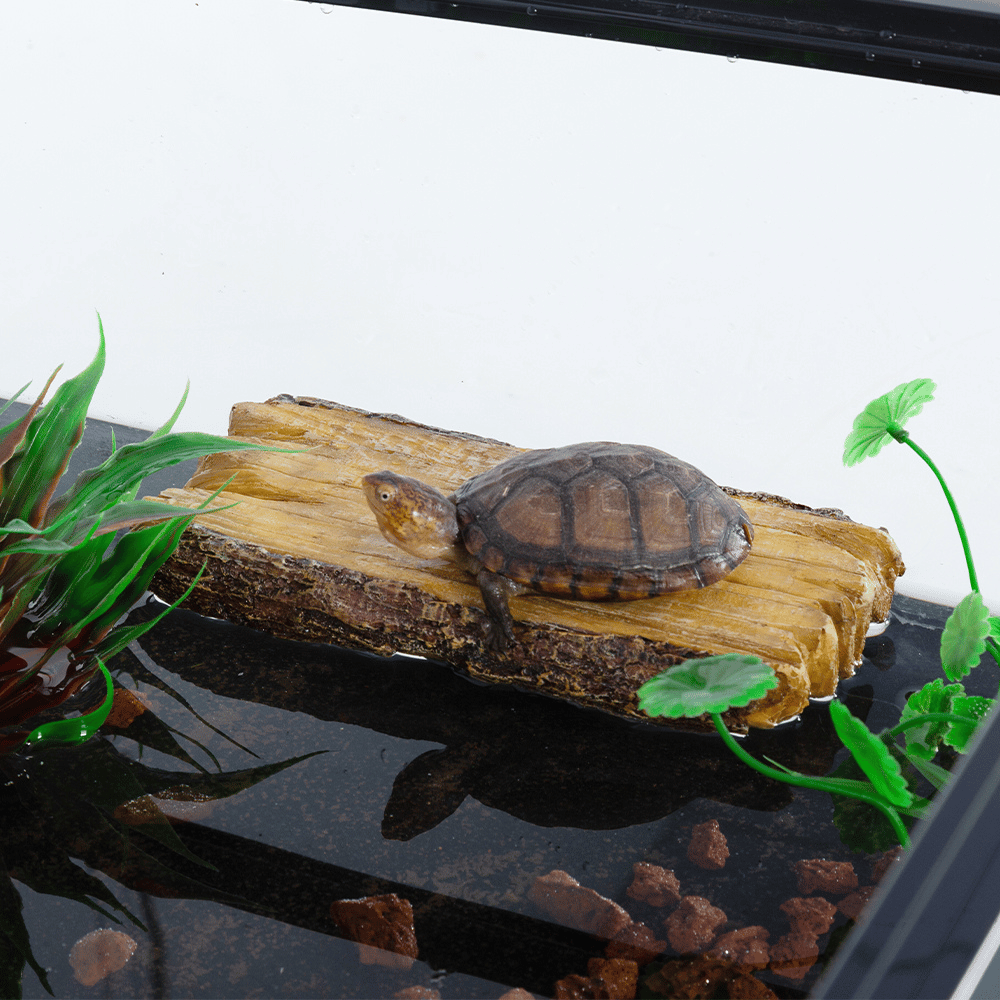 Wacool 2 in 1 Turtle Ramp and Arboreal Feeders