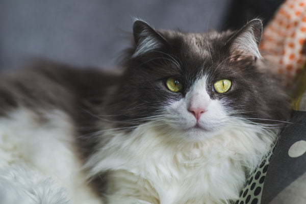 Cats