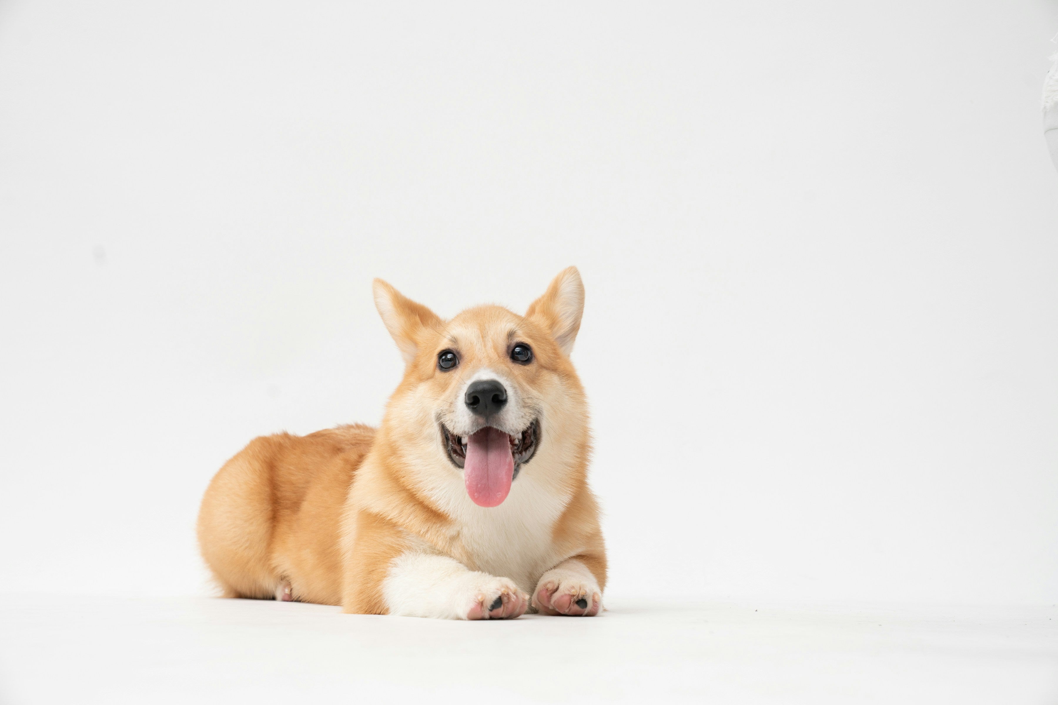 Corgi dog sitting on a white background