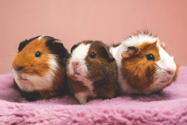 Small & Exotic Pets