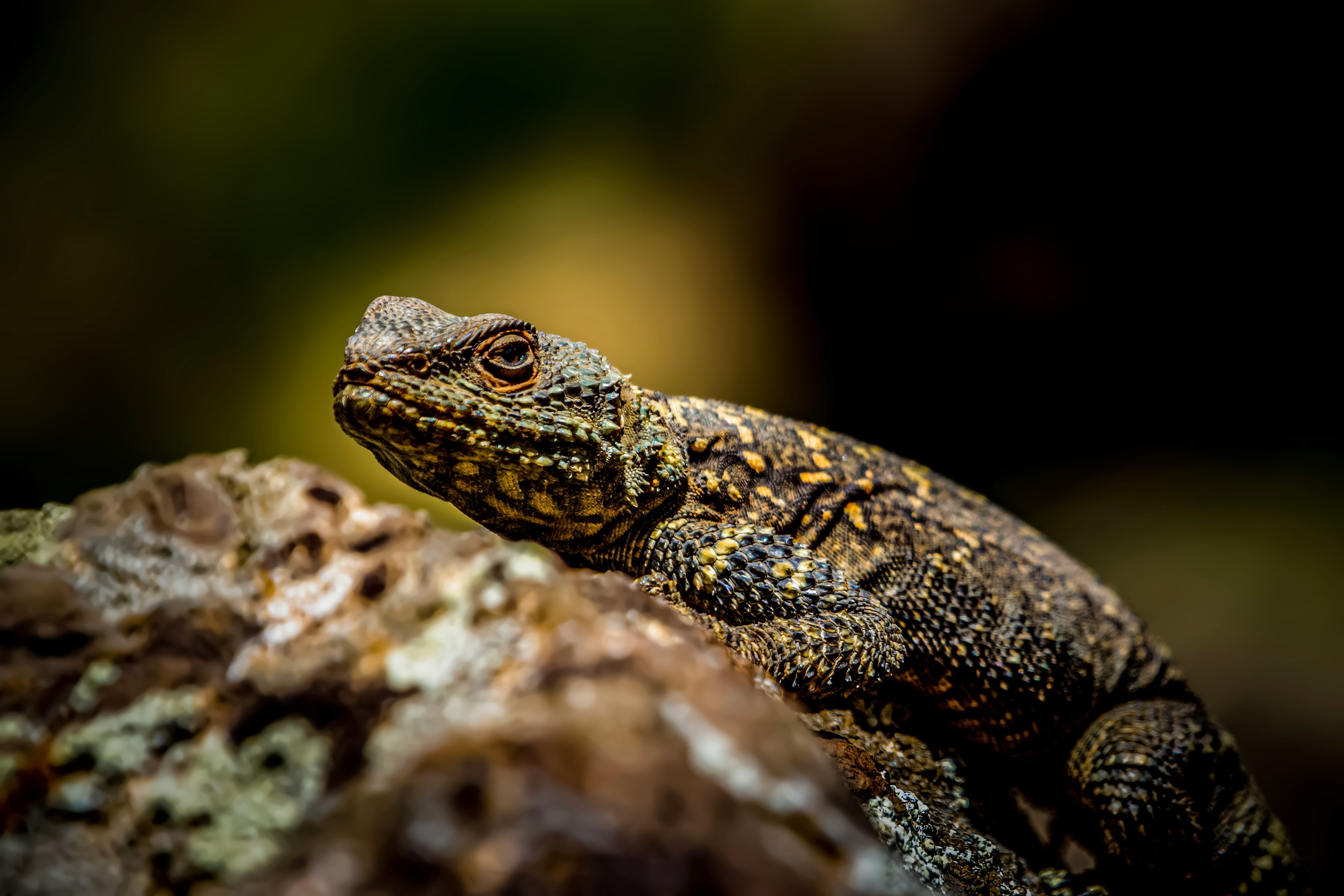 Lizard in Forest