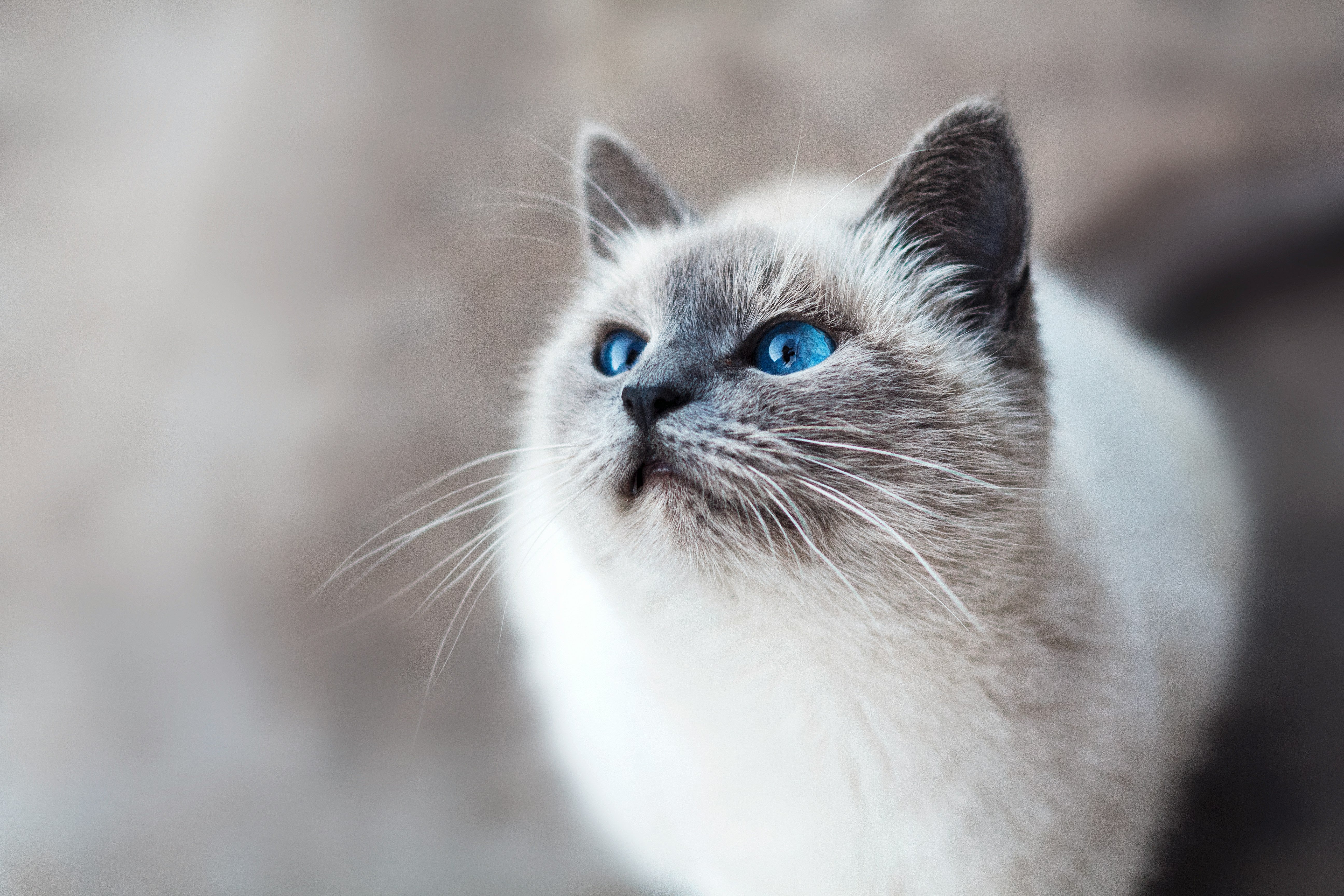 Cat with blue eyes looking to the side against a blurred background