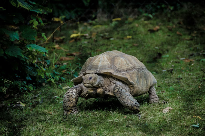 Tortoise