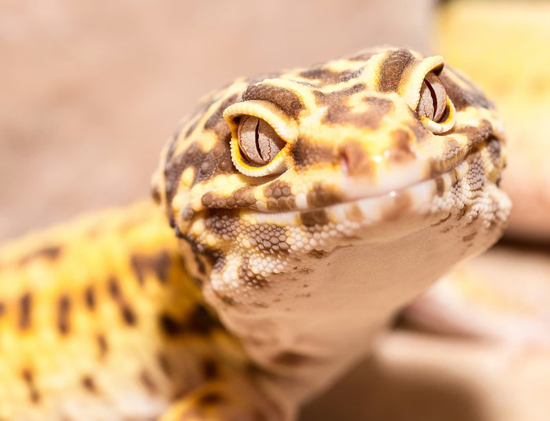 Leopard Gecko