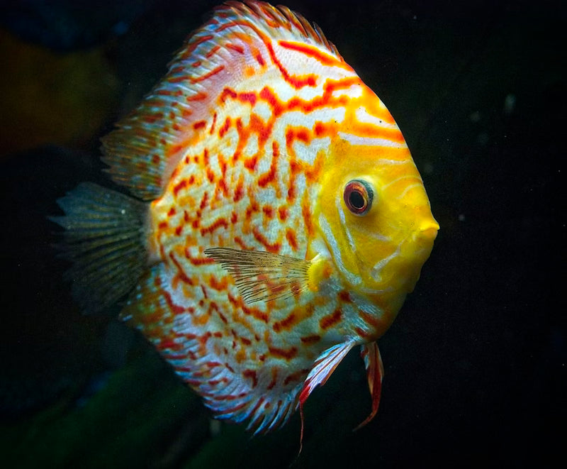 Discus