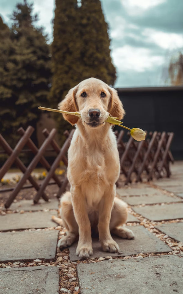 romantic dog
