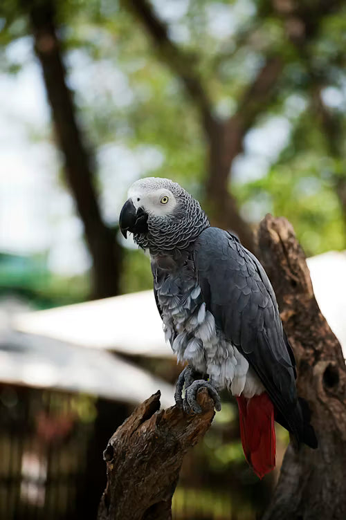 African Grey Parrot