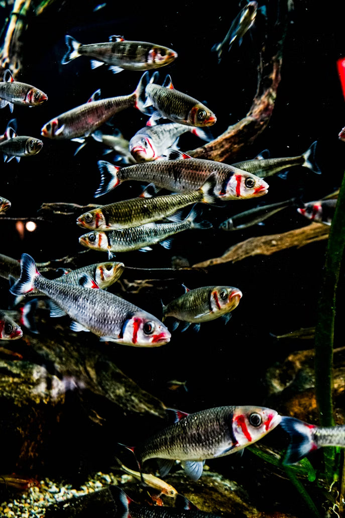 Tropical Community Fish