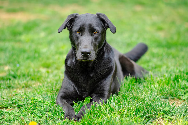 Labrador Retriever