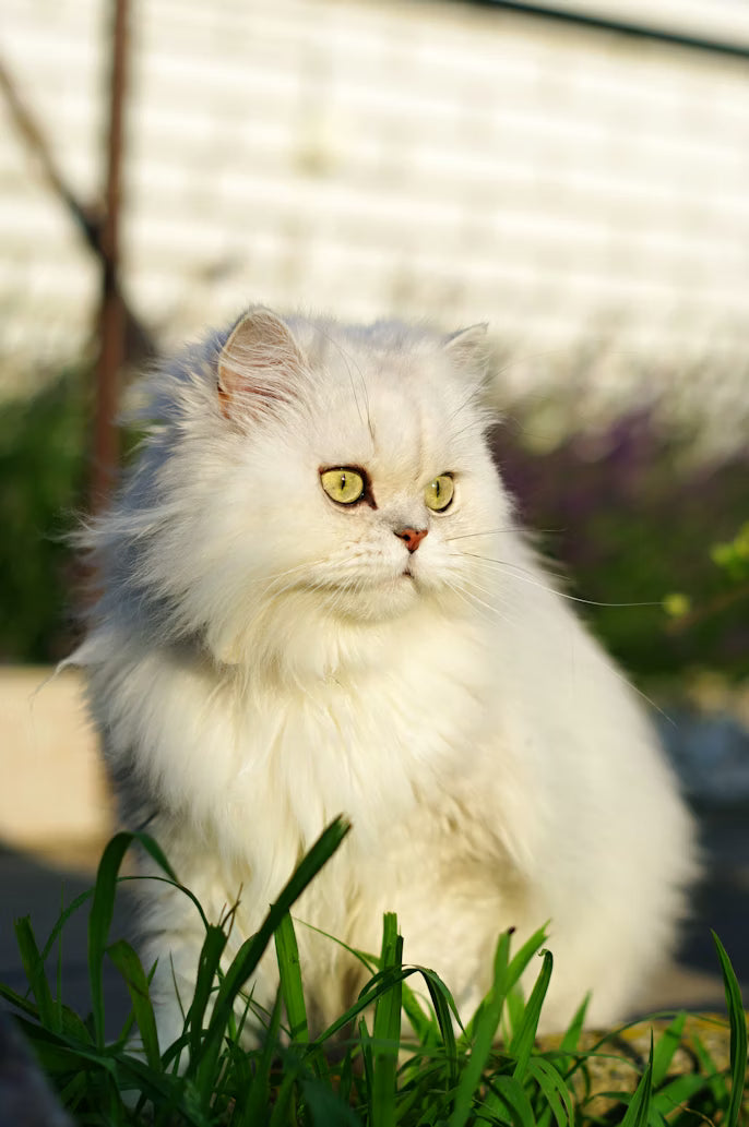 Persian