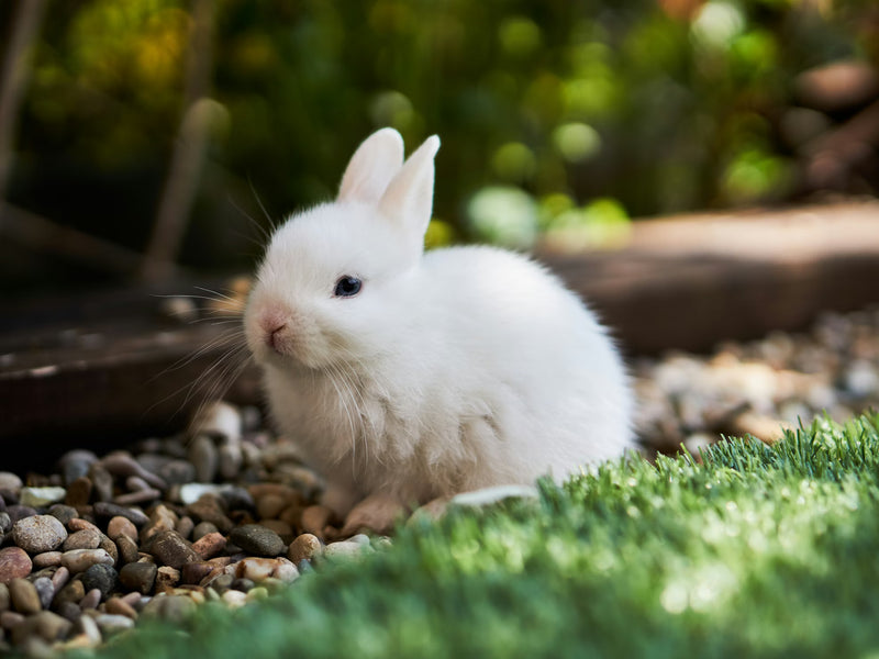 Exotic Pets Care Guides – The Reptile World