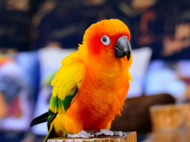Conure