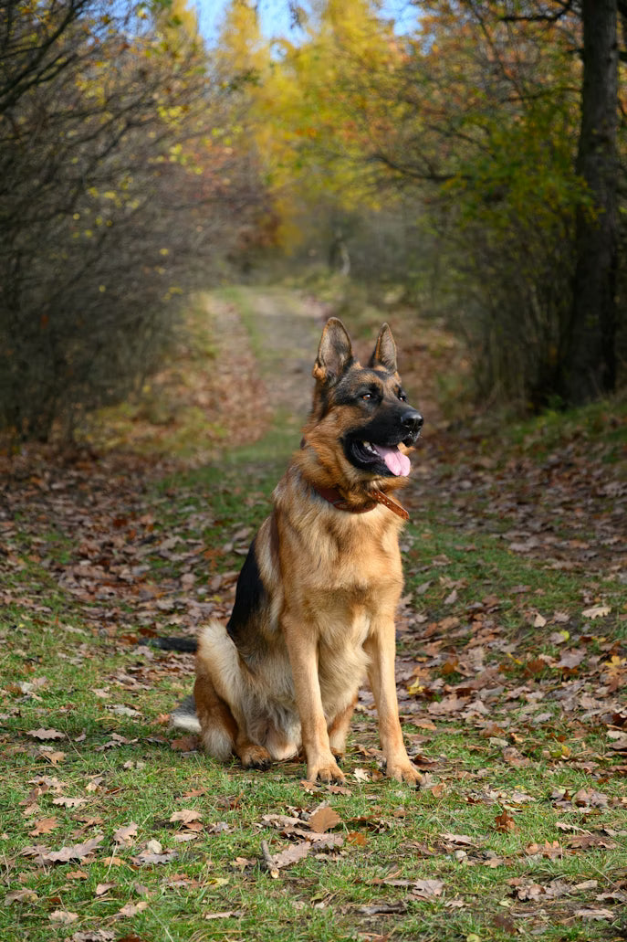 German Shepherd