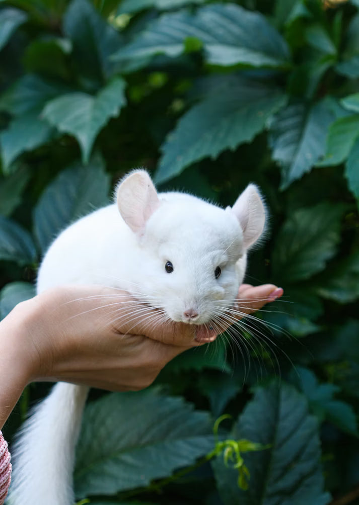 Chinchilla