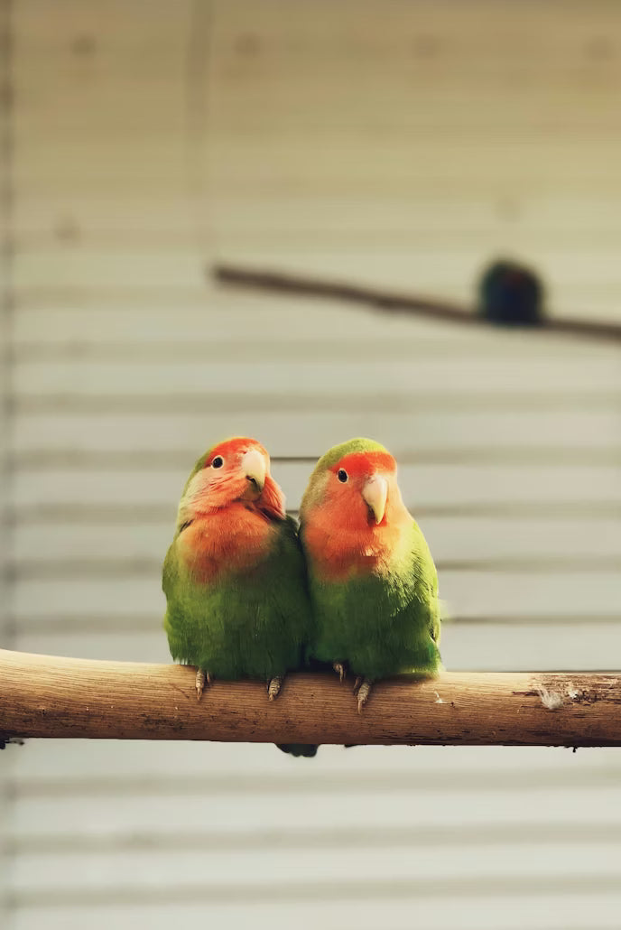 Lovebird