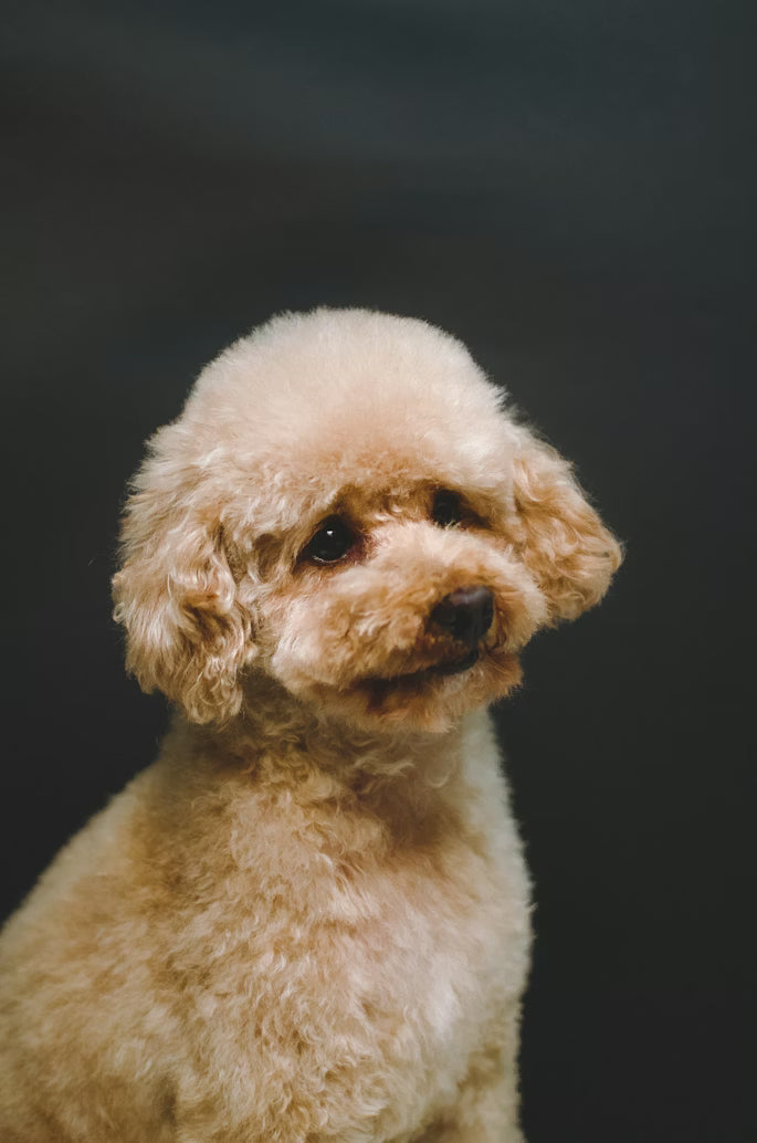 Poodle
