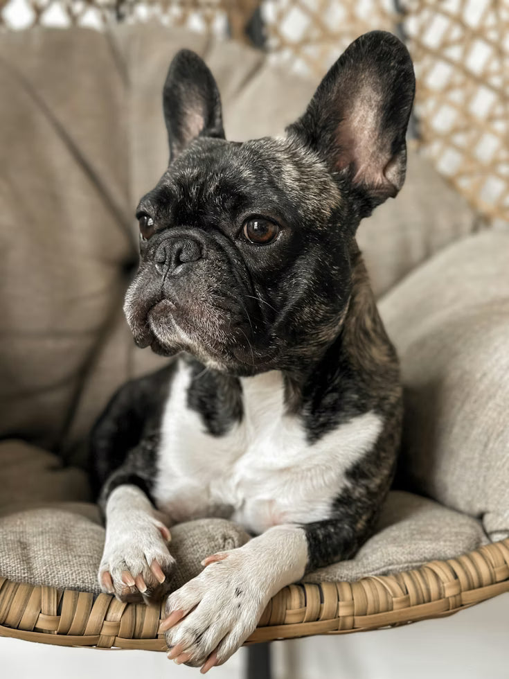 French Bulldog