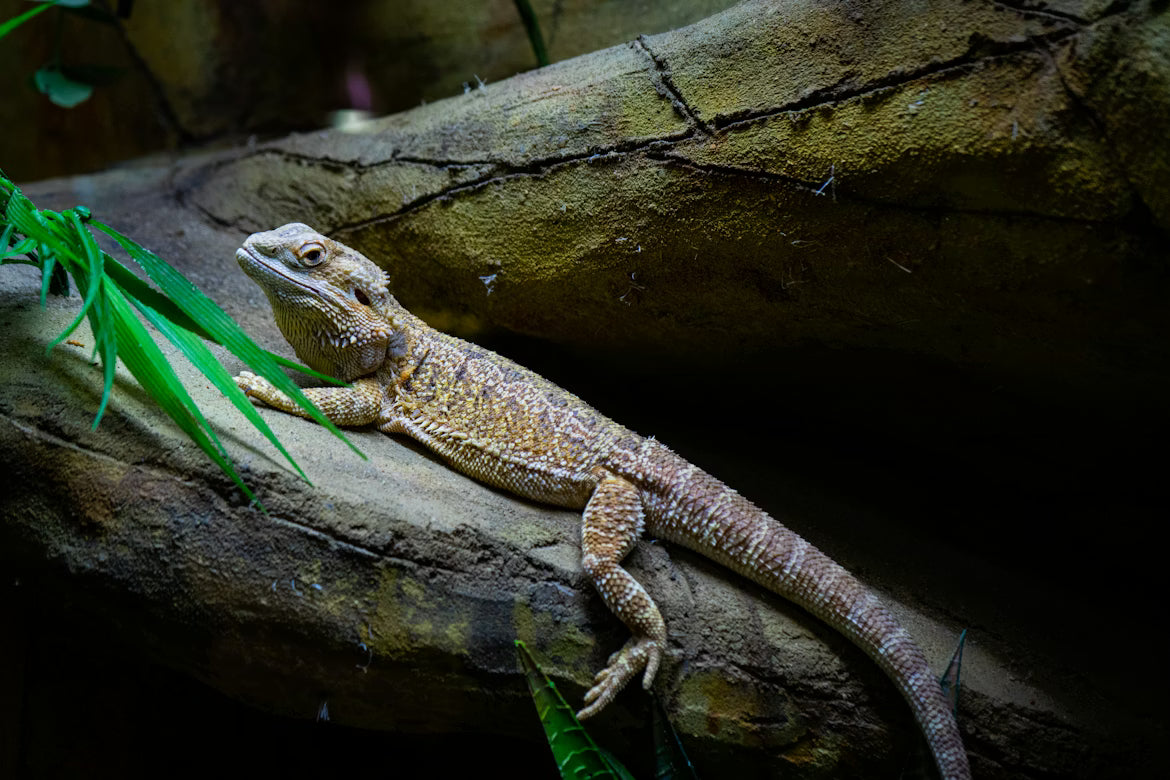 Lizard on a rock with green leaves