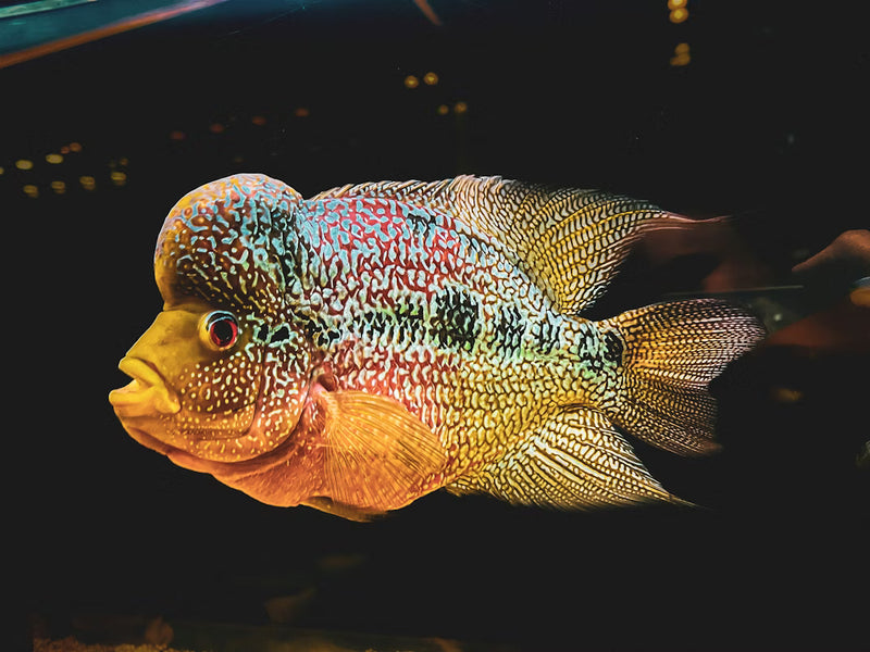 Cichlid