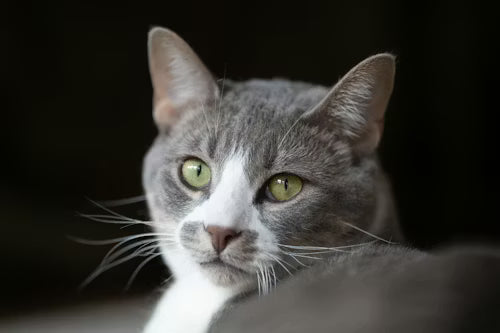 Domestic Shorthair