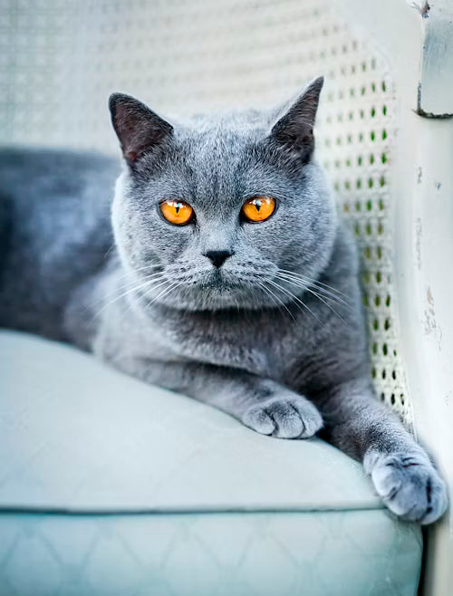 British Shorthair