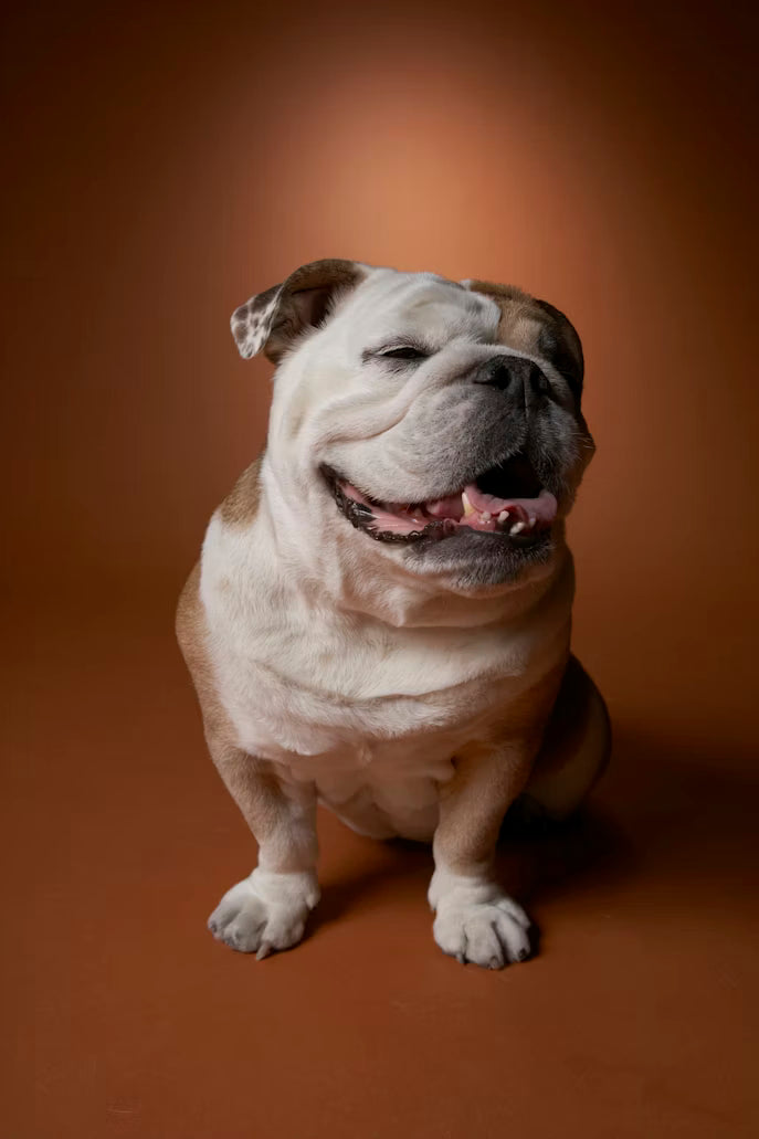 Bulldog