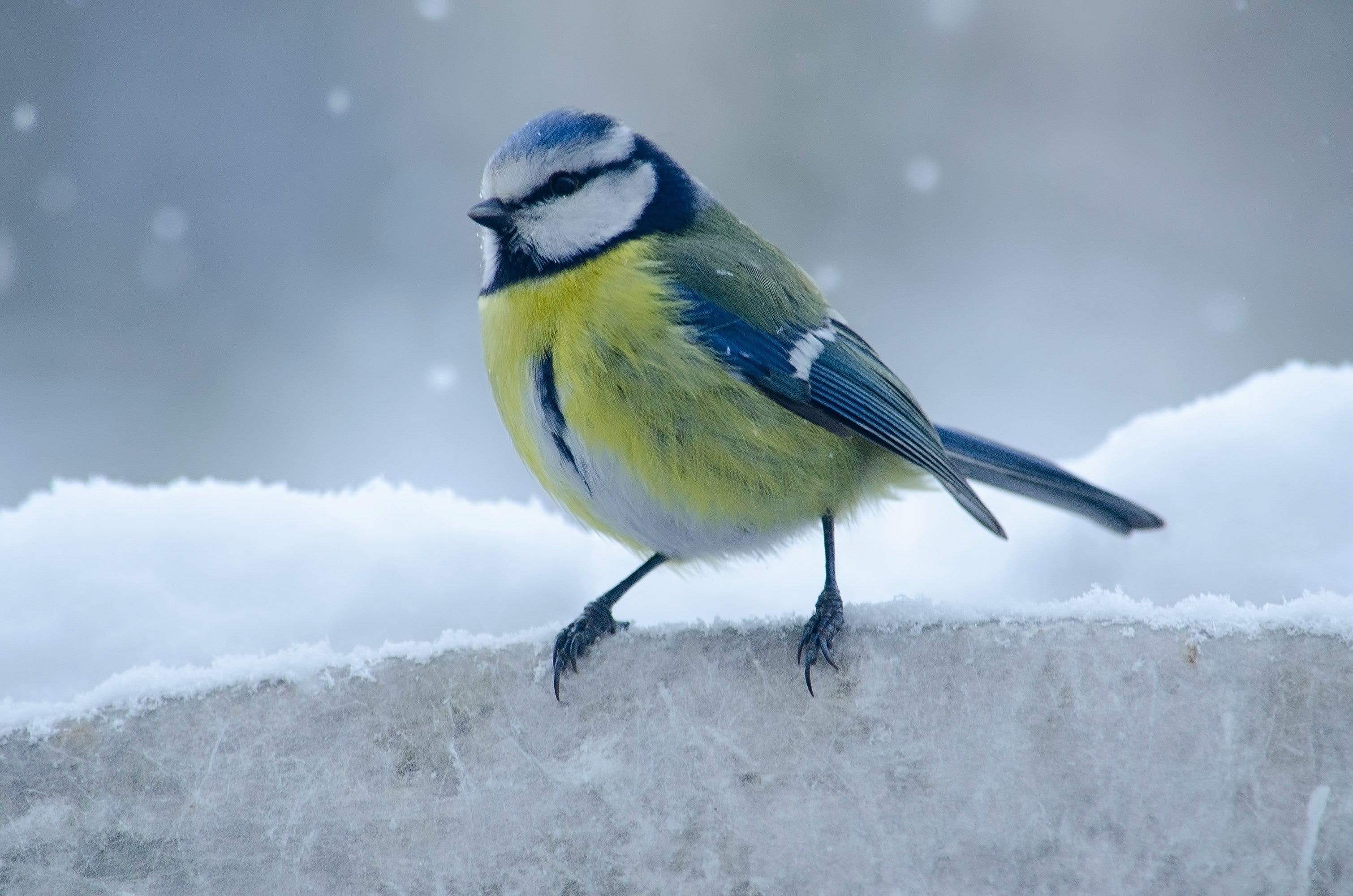 Blue tit on a snowy ledge with a blurred snowy background