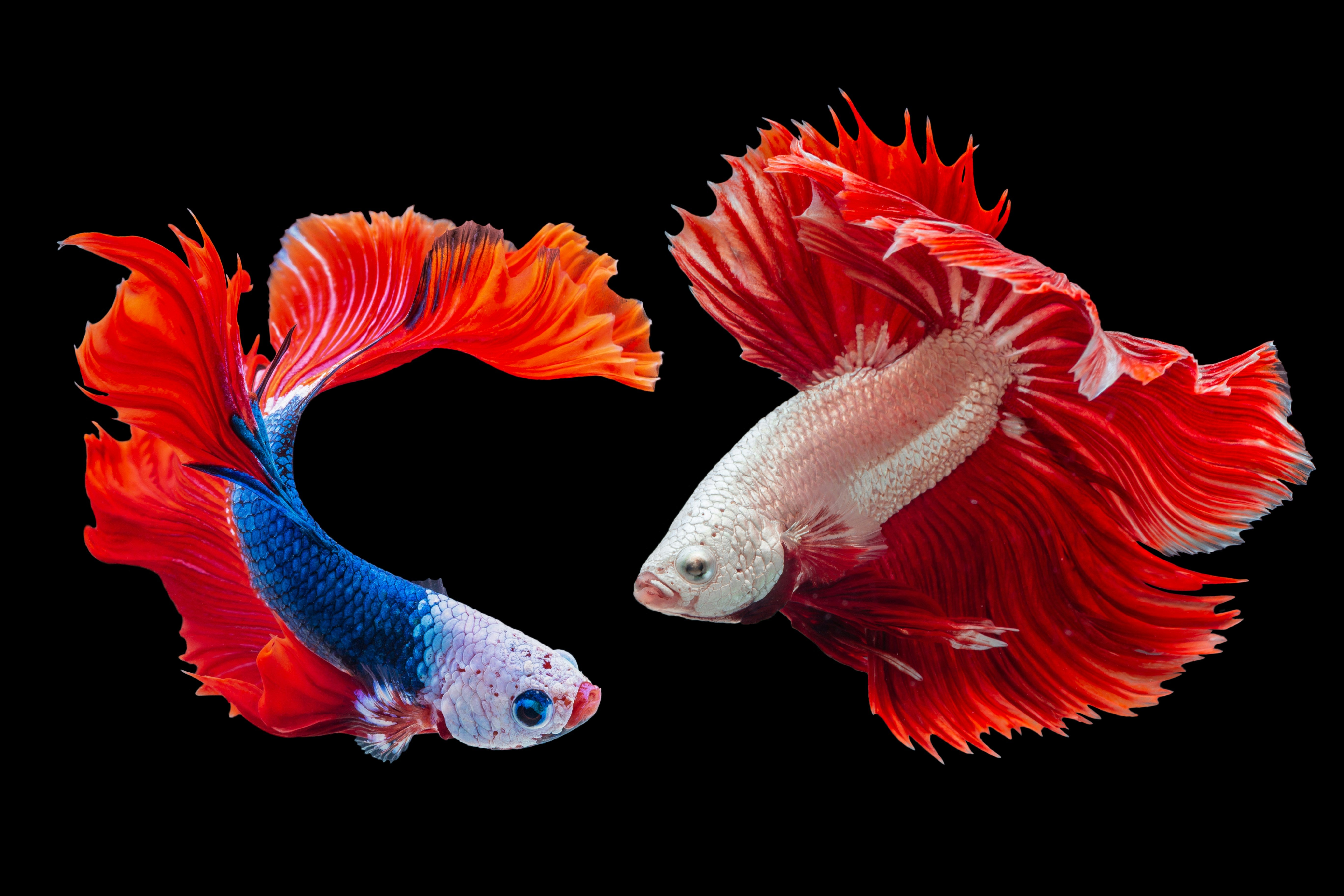 Two vibrant betta fish with colorful tails on a black background